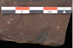 Foto (Detailsansicht) von Quercus palaeoilex Ettingshausen (NHMW-GEO-2024-0188-0818)